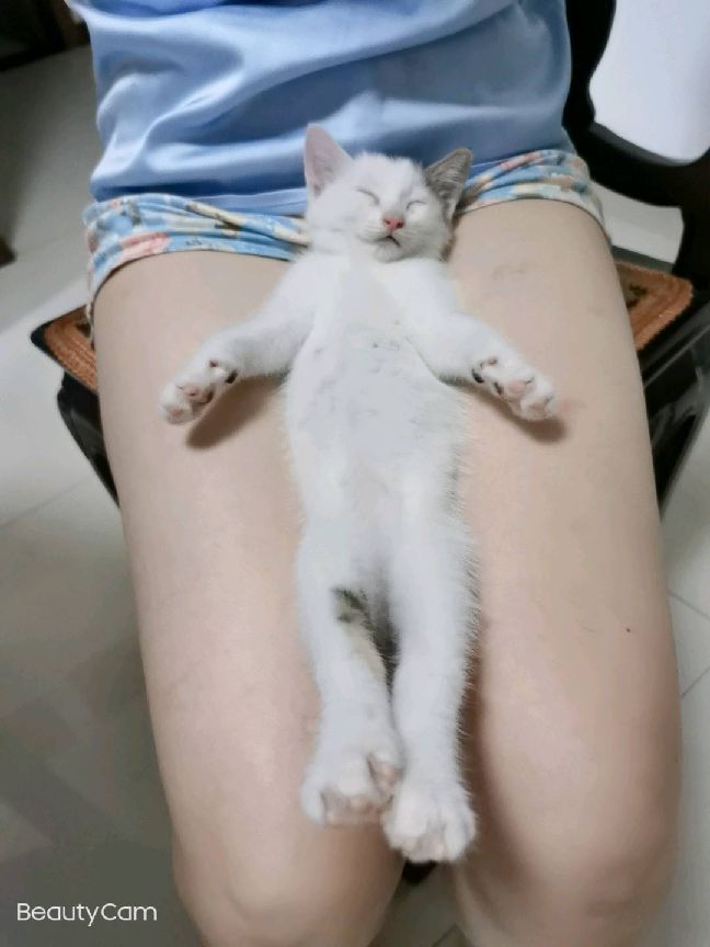 猫图片|宠物猫|猫咪|