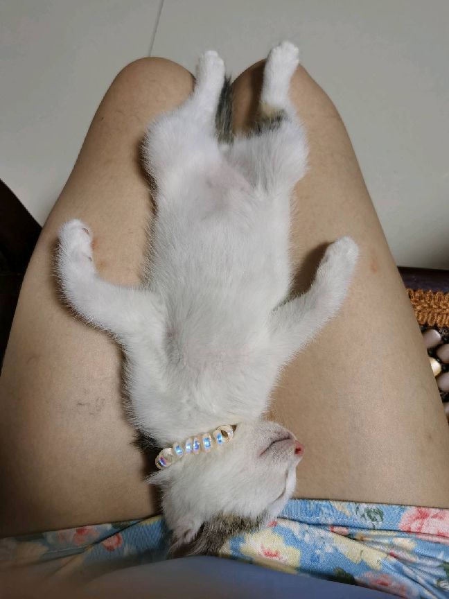 猫图片|宠物猫|猫咪|