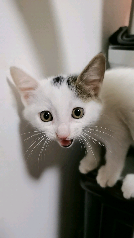 猫图片|宠物猫|猫咪|