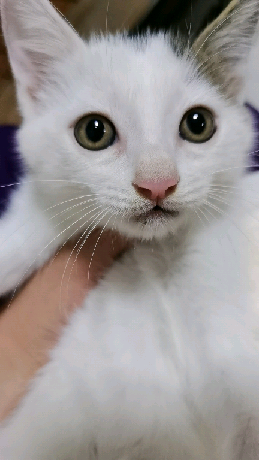 猫图片|宠物猫|猫咪|