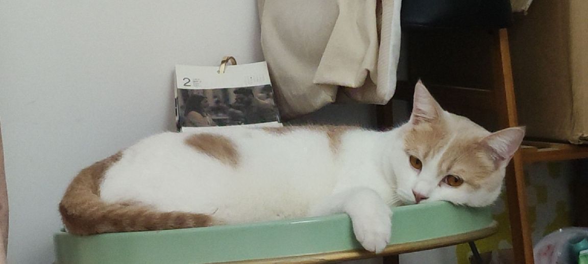 猫图片|宠物猫|猫咪|