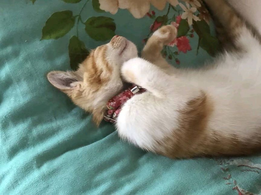 猫图片|宠物猫|猫咪|