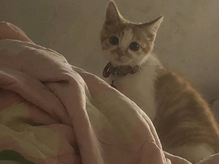 猫图片|宠物猫|猫咪|