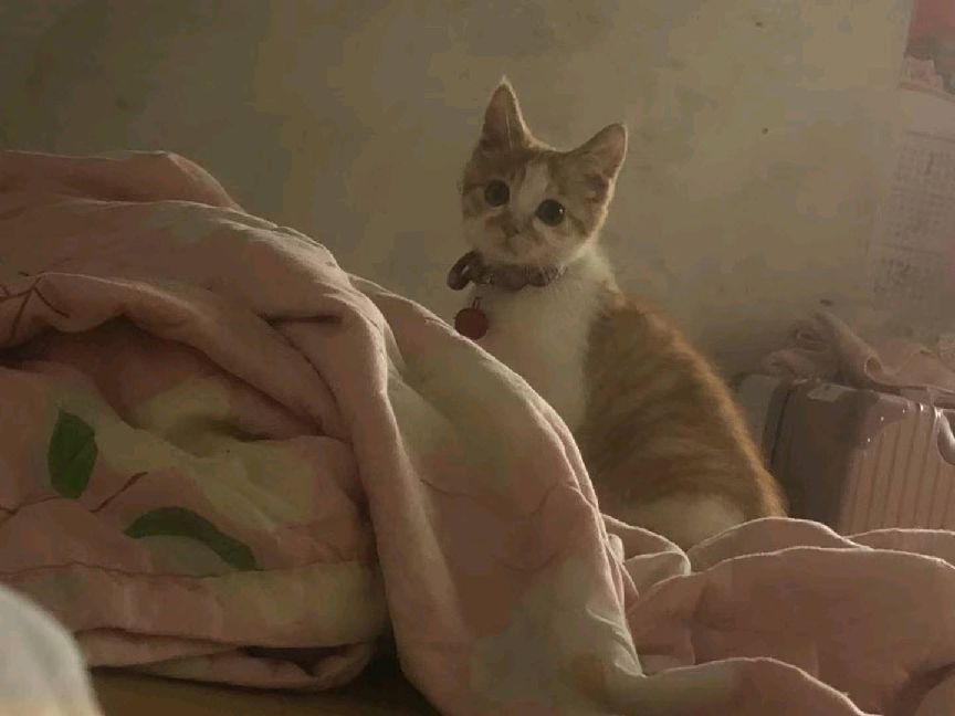 猫图片|宠物猫|猫咪|