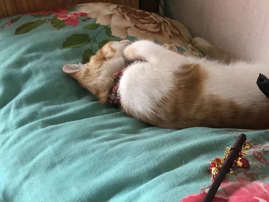 猫图片|宠物猫|猫咪|