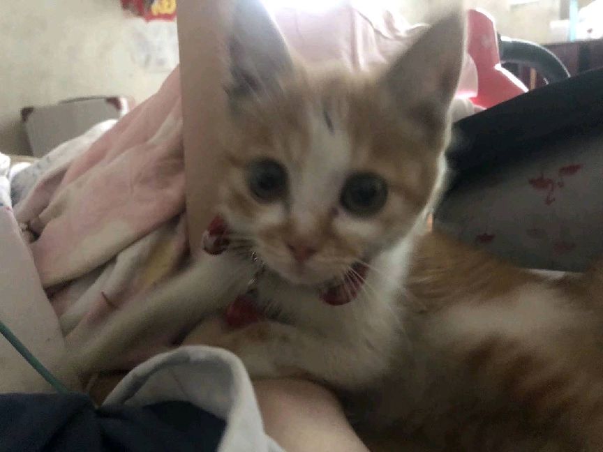 猫图片|宠物猫|猫咪|