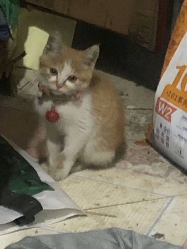 猫图片|宠物猫|猫咪|