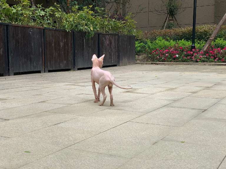 猫图片|宠物猫|猫咪|