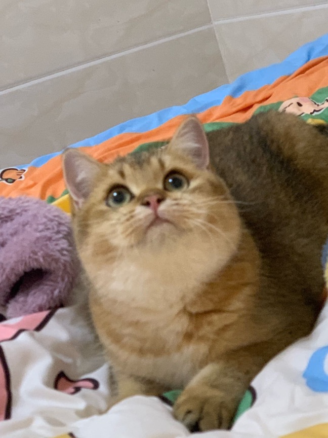 猫图片|宠物猫|猫咪|