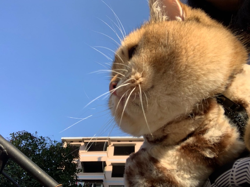 猫图片|宠物猫|猫咪|