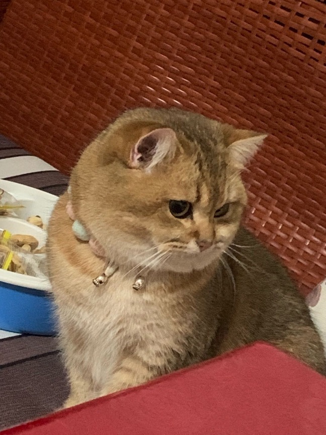 猫图片|宠物猫|猫咪|