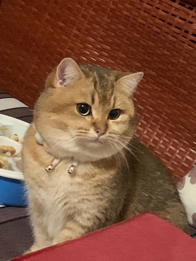 猫图片|宠物猫|猫咪|