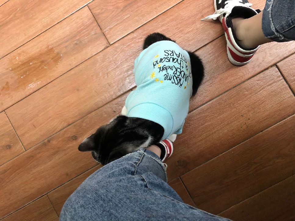 猫图片|宠物猫|猫咪|