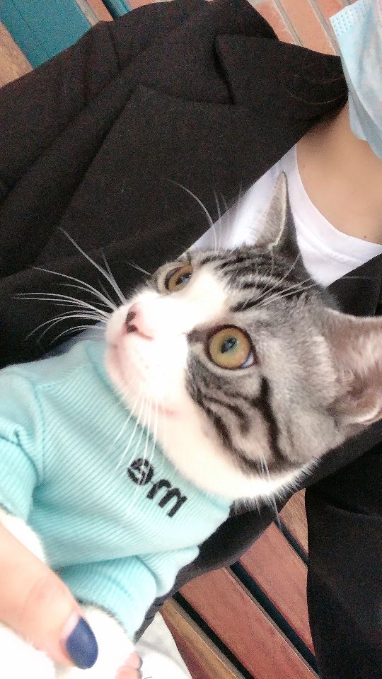 猫图片|宠物猫|猫咪|