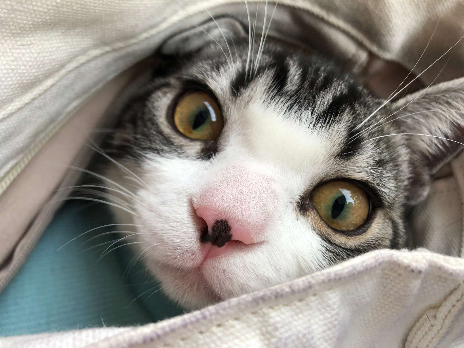 猫图片|宠物猫|猫咪|