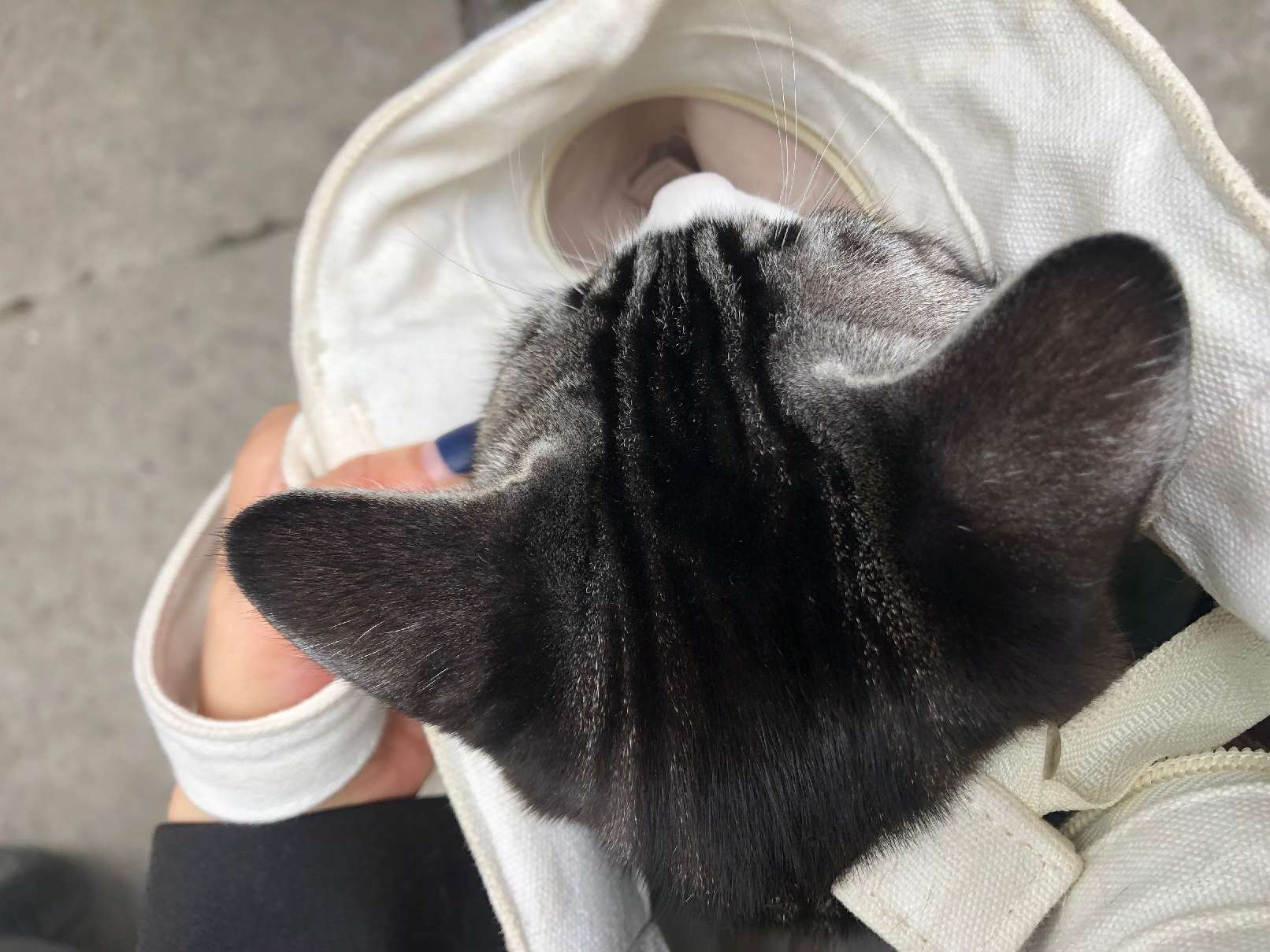 猫图片|宠物猫|猫咪|