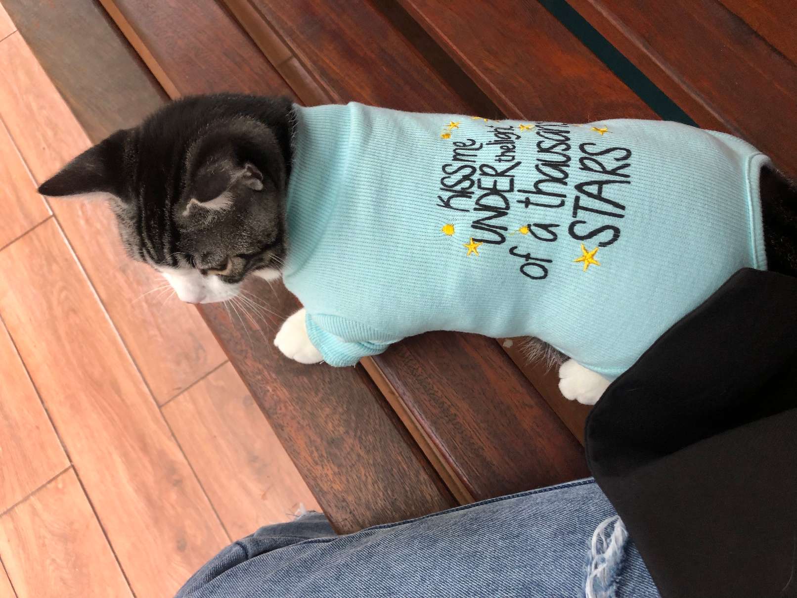 猫图片|宠物猫|猫咪|