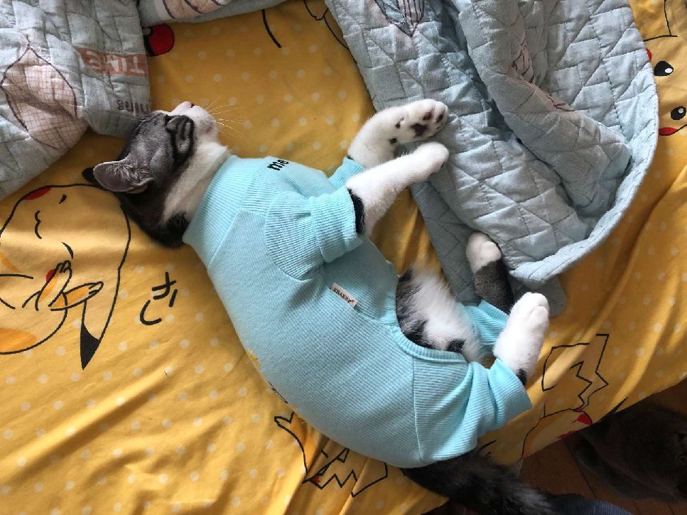 猫图片|宠物猫|猫咪|