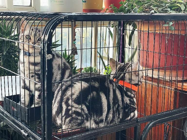 猫图片|宠物猫|猫咪|