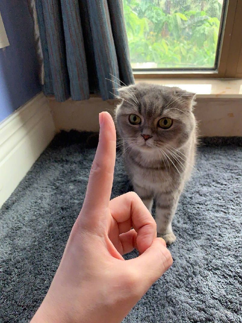 猫图片|宠物猫|猫咪|