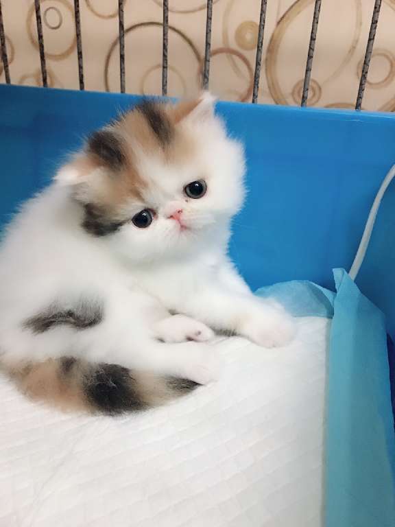 猫图片|宠物猫|猫咪|