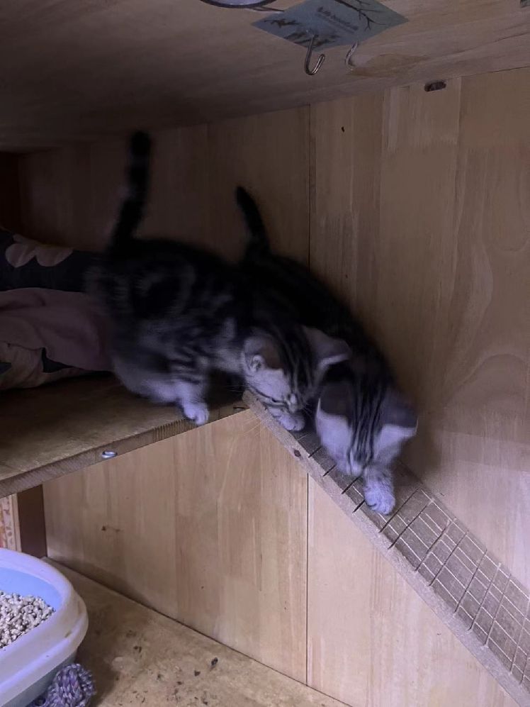 猫图片|宠物猫|猫咪|