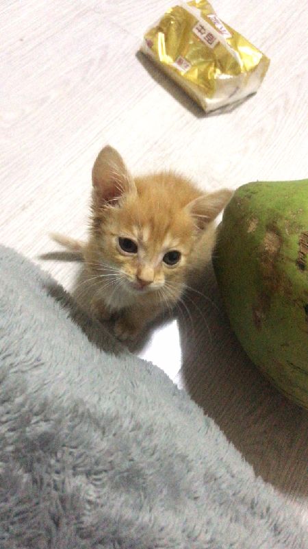 猫图片|宠物猫|猫咪|