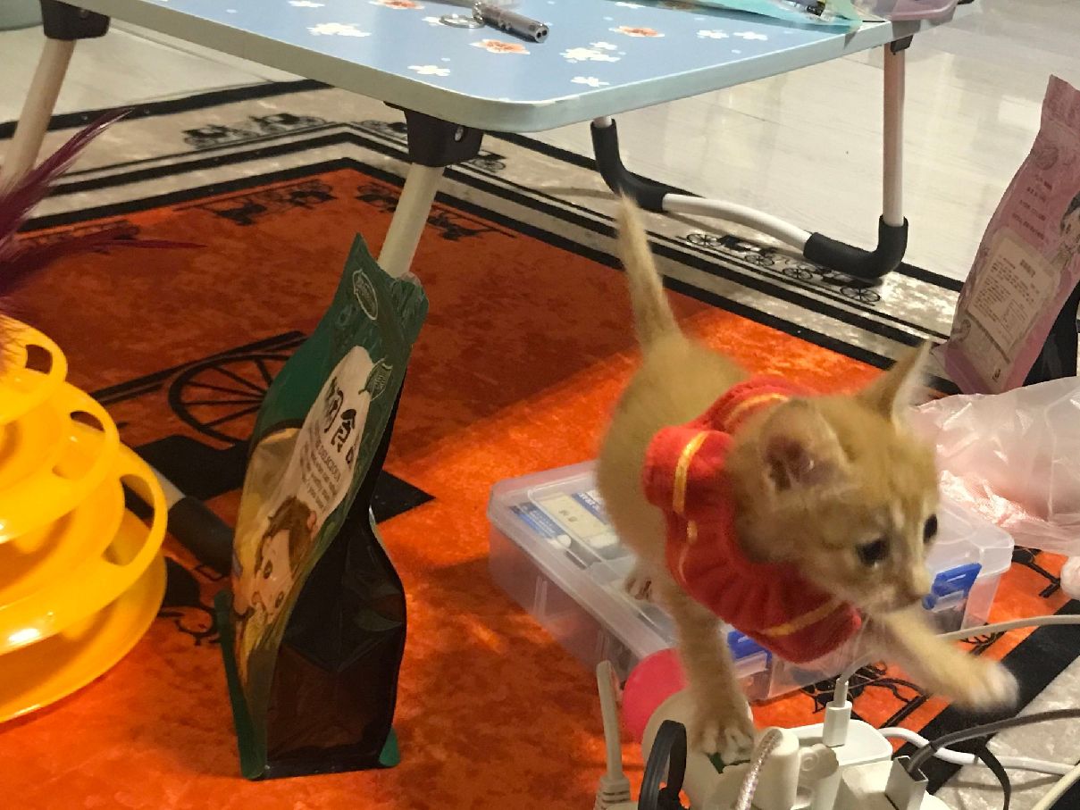 猫图片|宠物猫|猫咪|