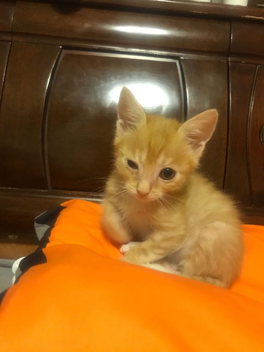 猫图片|宠物猫|猫咪|