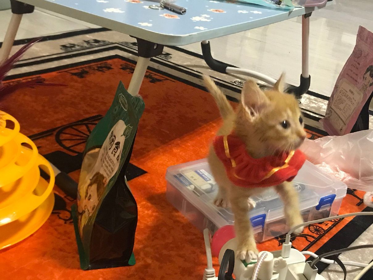 猫图片|宠物猫|猫咪|