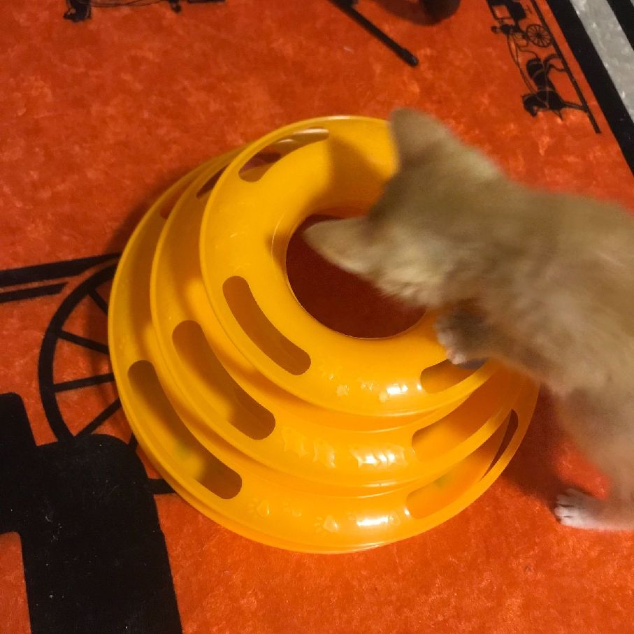 猫图片|宠物猫|猫咪|