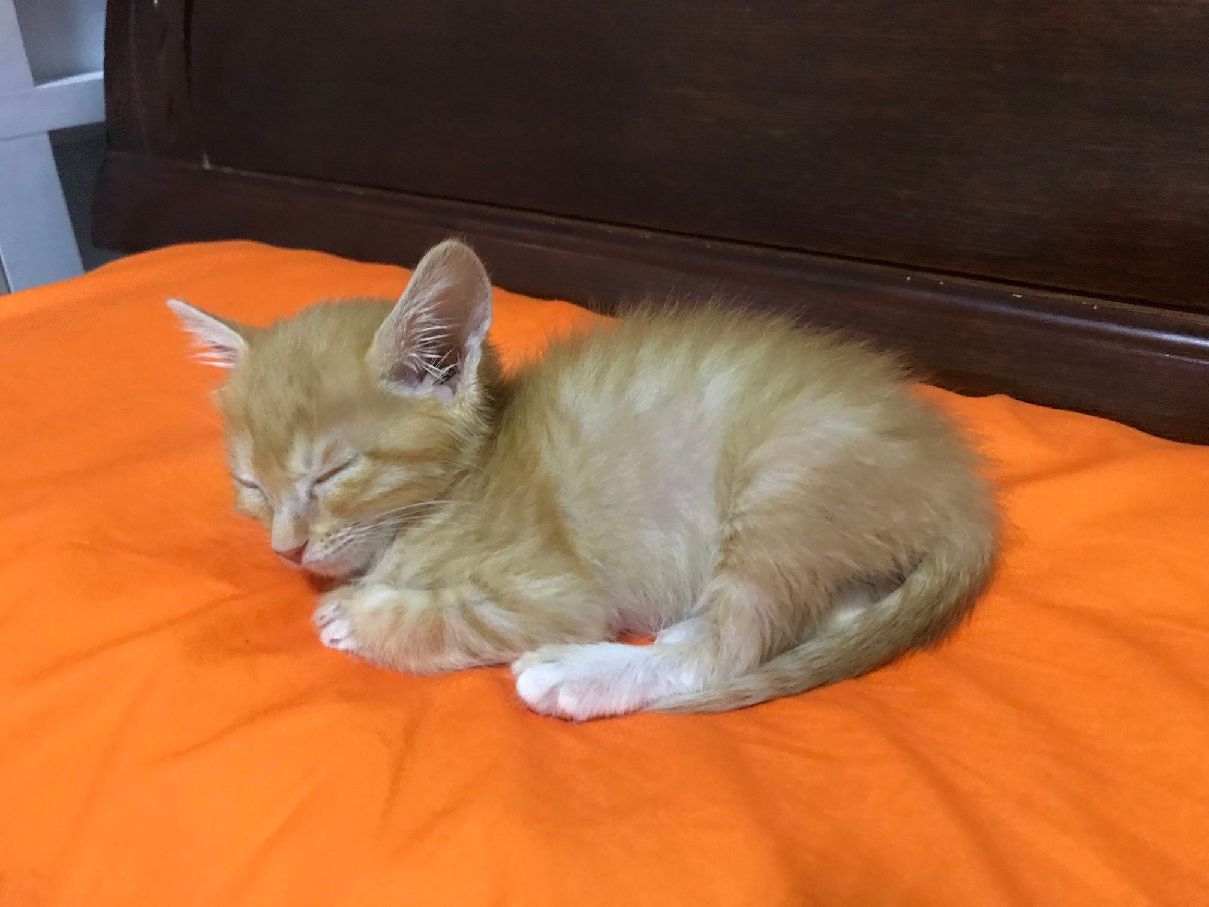 猫图片|宠物猫|猫咪|