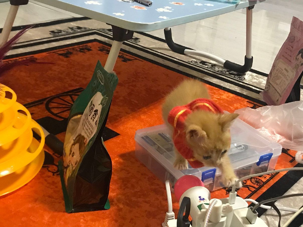 猫图片|宠物猫|猫咪|