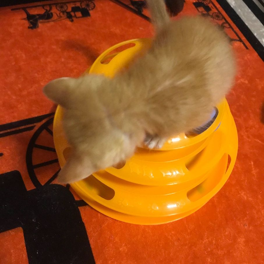 猫图片|宠物猫|猫咪|