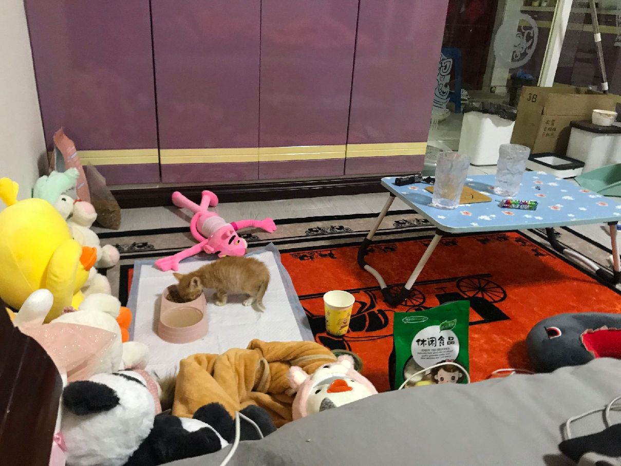 猫图片|宠物猫|猫咪|