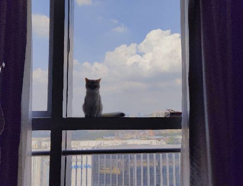 猫图片|宠物猫|猫咪|