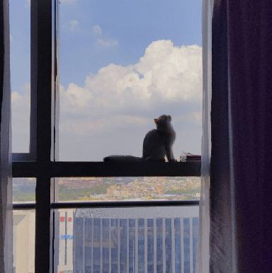 猫图片|宠物猫|猫咪|