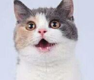 猫图片|宠物猫|猫咪|