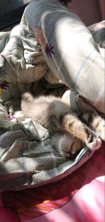 猫图片|宠物猫|猫咪|