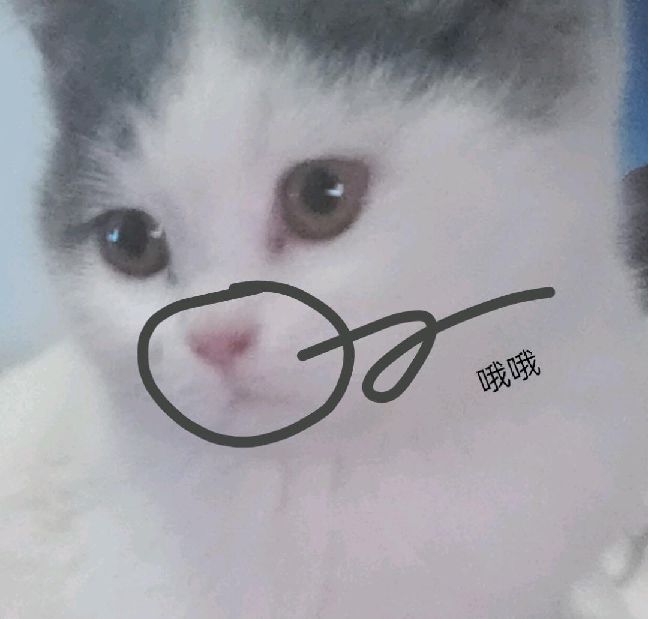 猫图片|宠物猫|猫咪|