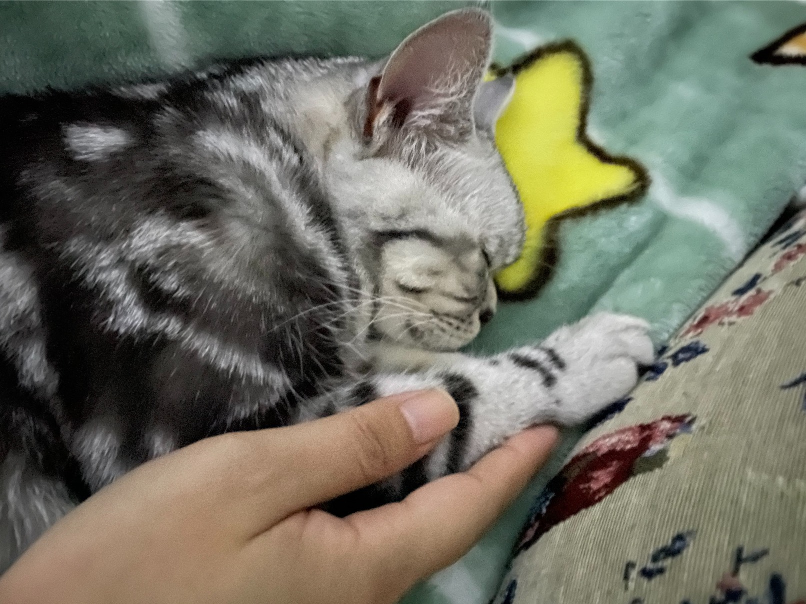 猫图片|宠物猫|猫咪|