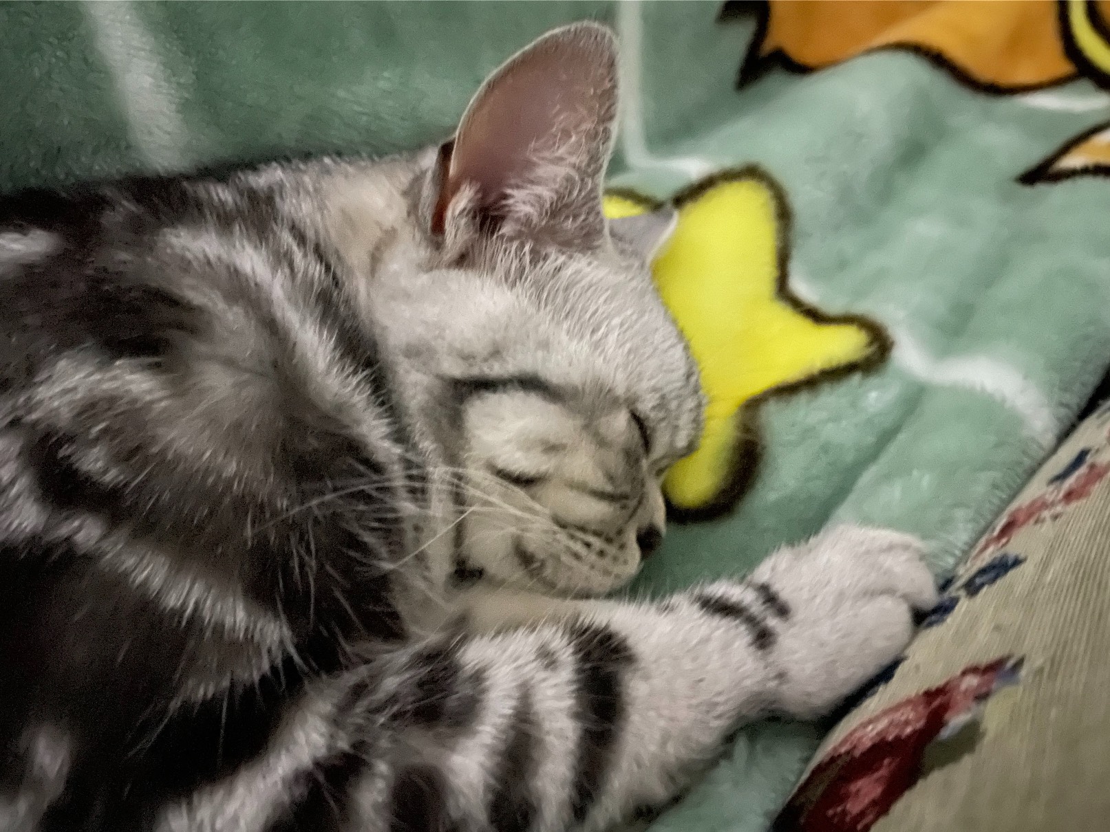 猫图片|宠物猫|猫咪|