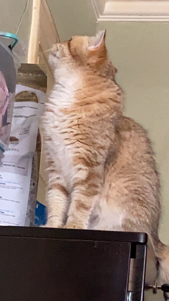 猫图片|宠物猫|猫咪|