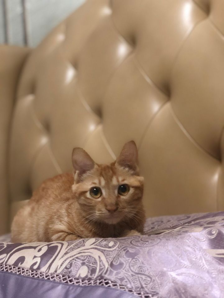 猫图片|宠物猫|猫咪|