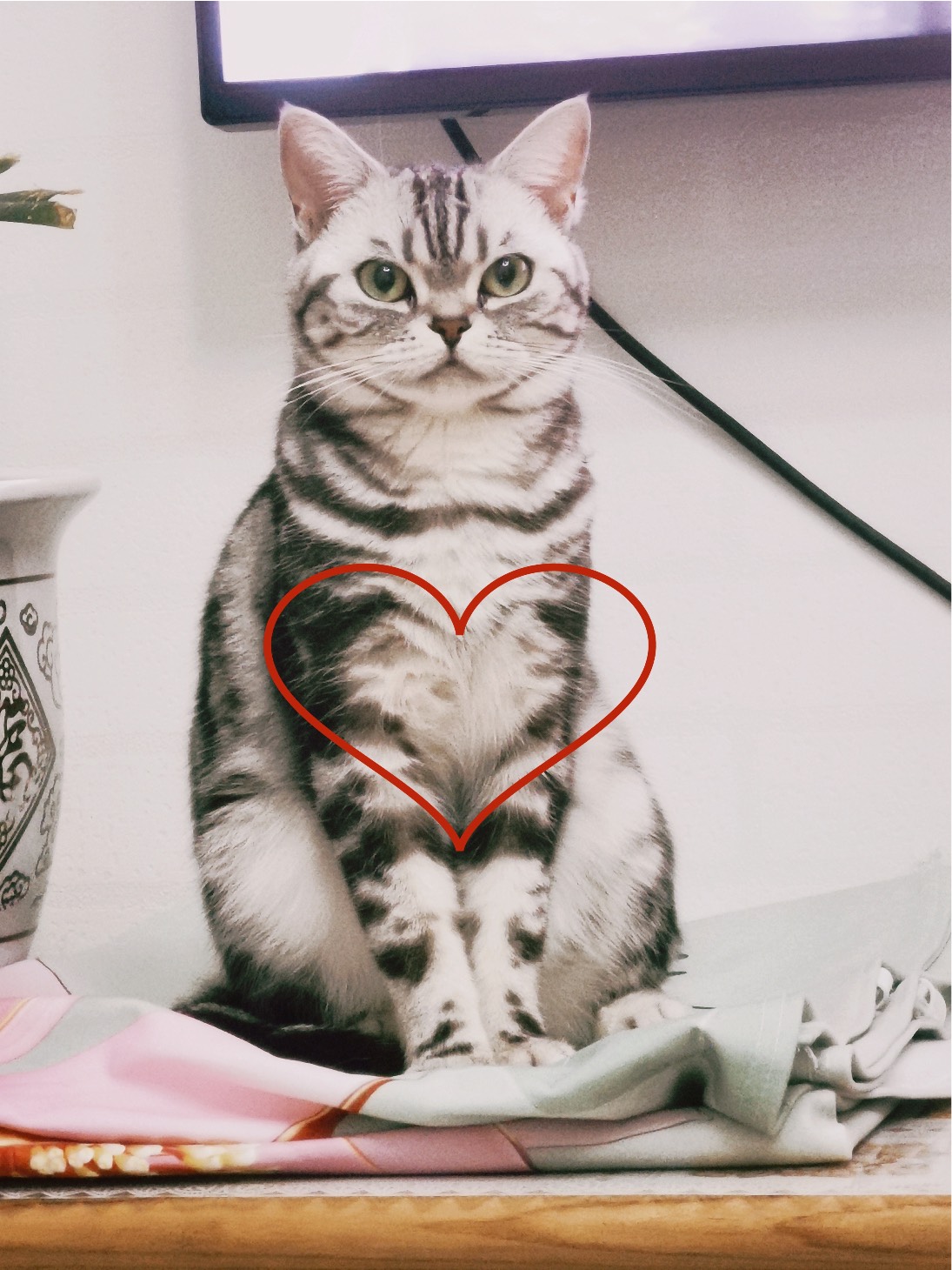 猫图片|宠物猫|猫咪|