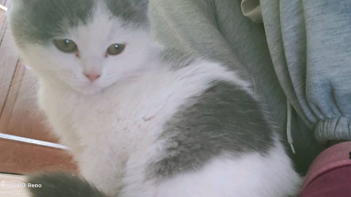 猫图片|宠物猫|猫咪|