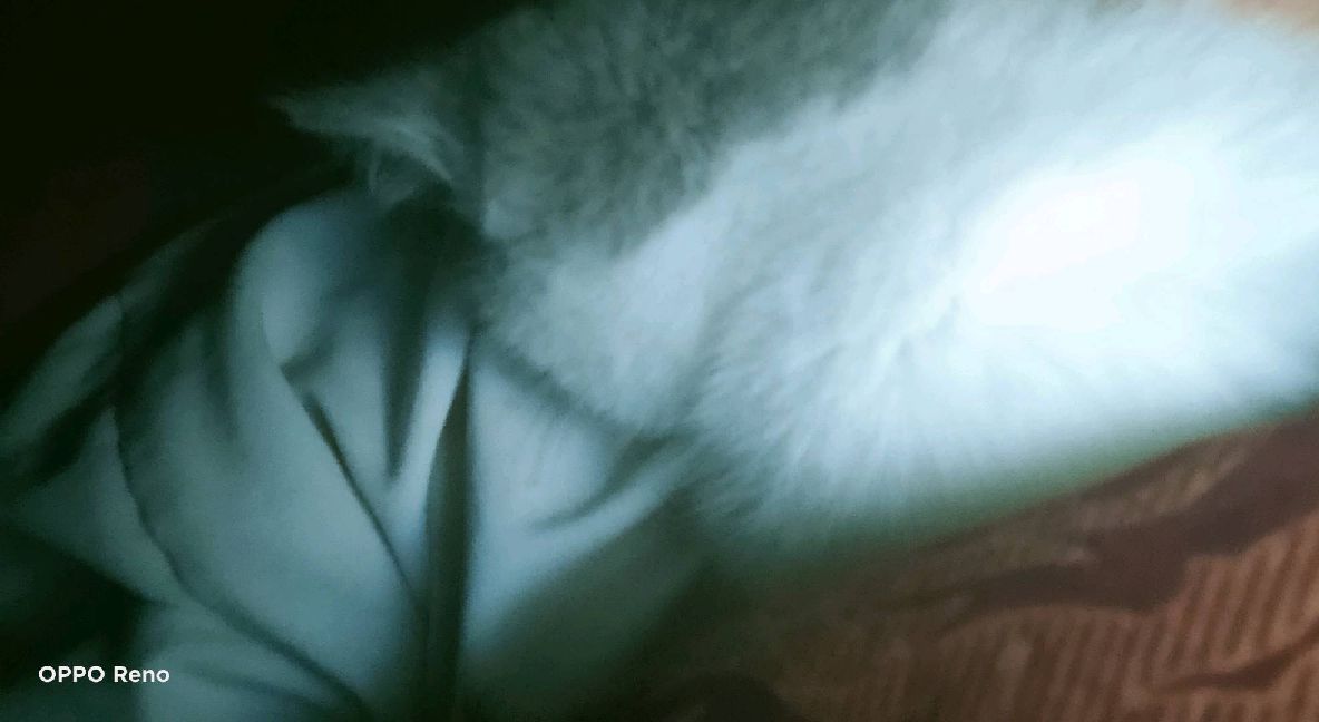 猫图片|宠物猫|猫咪|