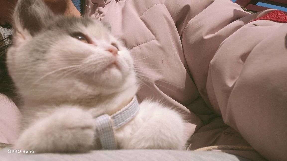 猫图片|宠物猫|猫咪|