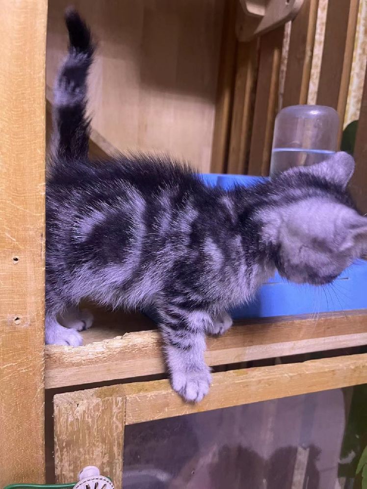 猫图片|宠物猫|猫咪|