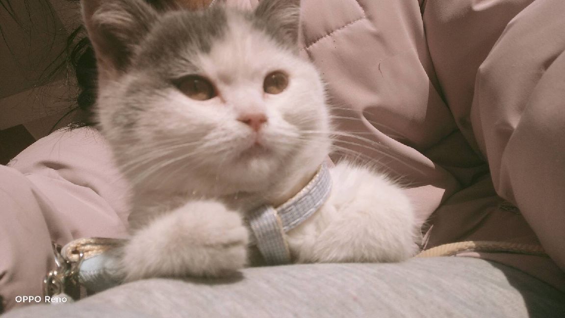 猫图片|宠物猫|猫咪|